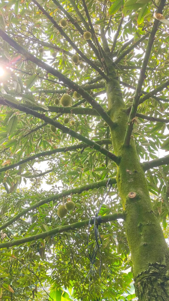 Farm đất 1 Công Sầu Riêng tại Cai Lậy, Tiền Giang - Giá 730 triệu - Đầu tư sinh lời!