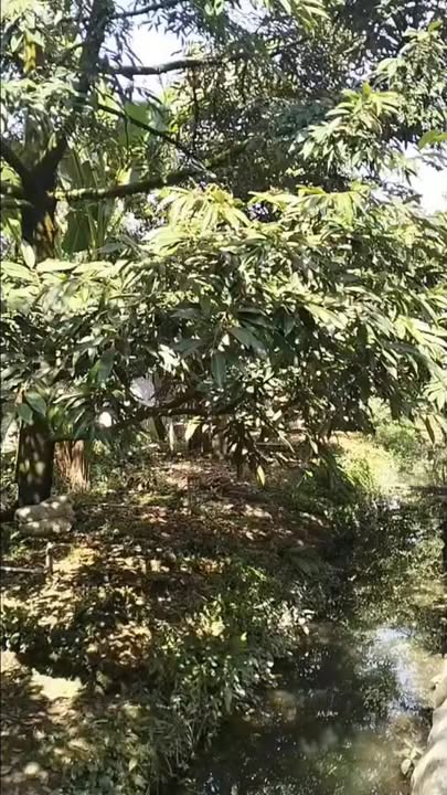 Farm sầu riêng cho thuê tại xã Hiệp Đức, huyện Cai Lậy - Diện tích 65 góc, giá 620 triệu