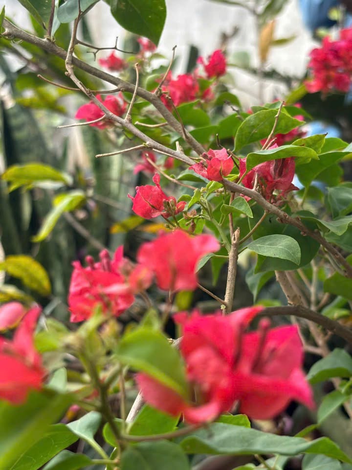 Nhà cho thuê Phường 6, Quận 8, 24m² giá 2.5 triệu - Nhà mới, điện nước chính thức!