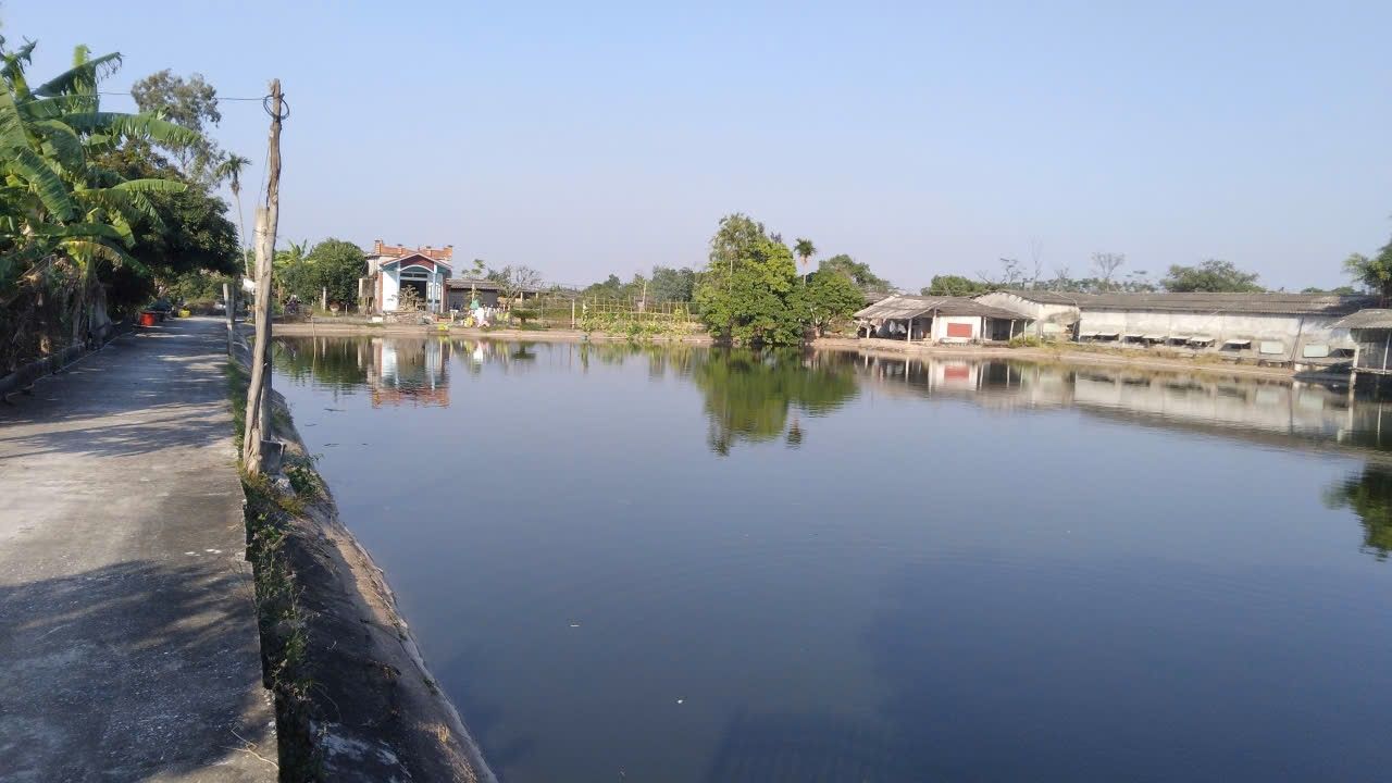 Trang trại nuôi gà và cá 8800m² tại Thái Thụy - Đường ô tô vào tận nơi!