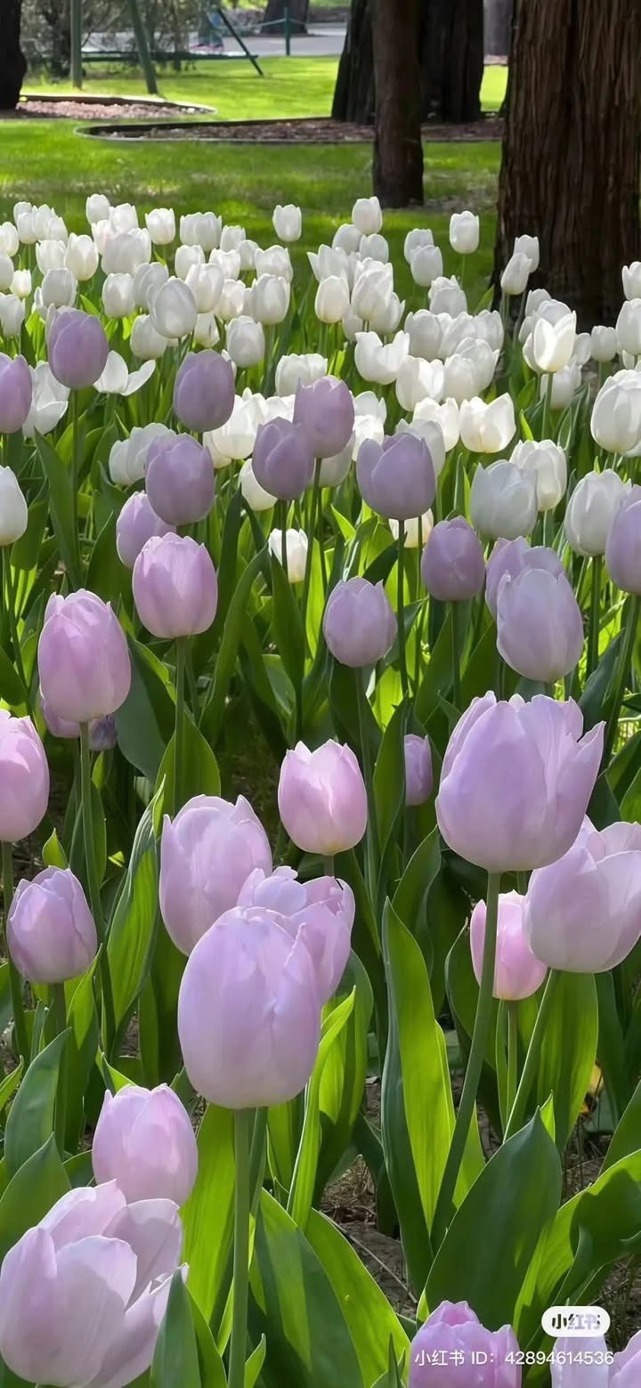 Nhà cho thuê tại Cai Lậy, Tiền Giang - Giá từ 2 triệu đến 6.5 triệu/tháng