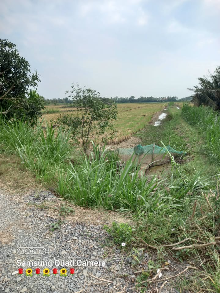 Đất farm 20 công 2 mặt tiền xã Hàm Giang, Trà Cú giá 24 tỷ - Tiềm năng nuôi trồng thủy sản