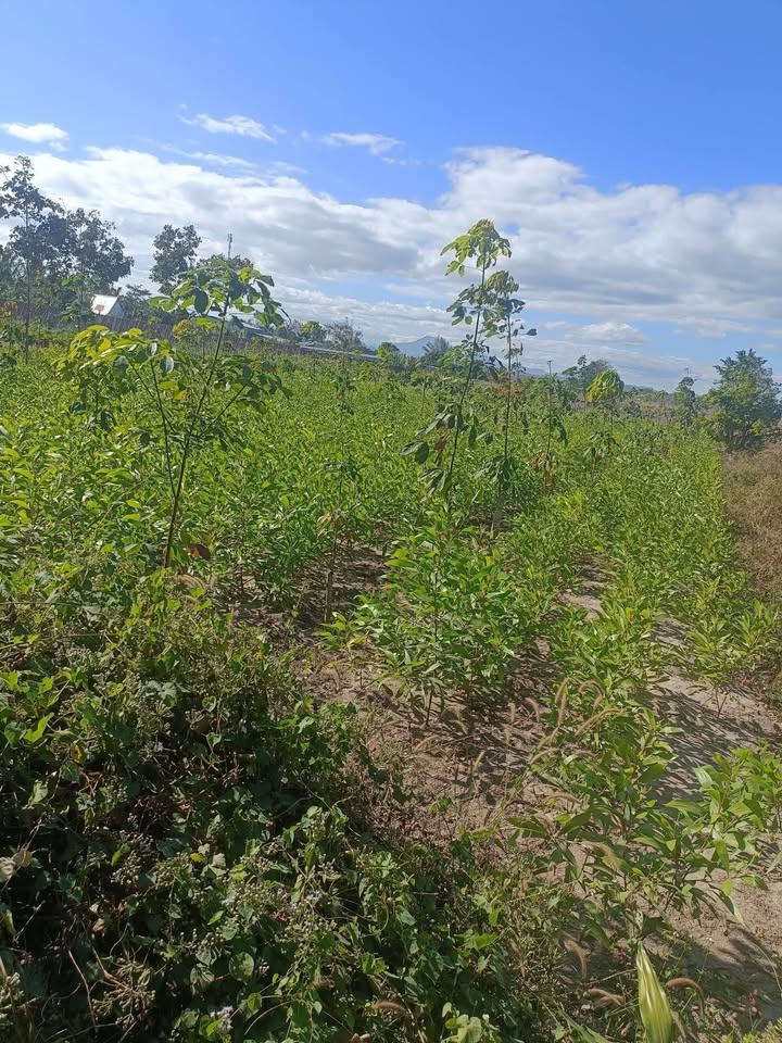 Đất nông nghiệp Phường Quý Kon Tum 1995m² giá 4 tỷ - Phù hợp xây nhà vườn!