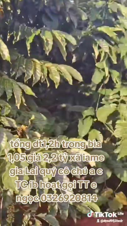 Farm đất đỏ bazan Ia Me, Chư Prông 1,2ha - Có 700 cây cà phê kinh doanh