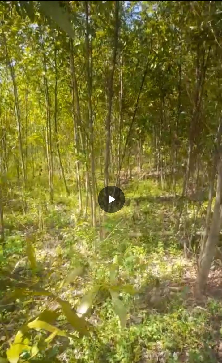 Đất nông nghiệp 1.2ha tại Đức Bình Tây, Sông Hinh - Giá chỉ từ 200 triệu!