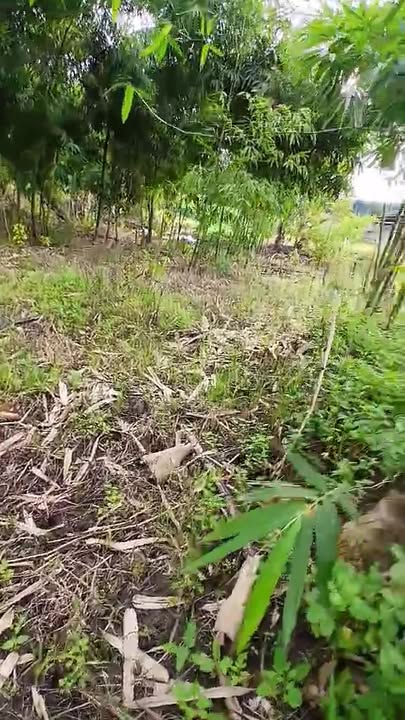 Đất 1550m² xã Tân Nghĩa, Bảo Lâm - Đường ô tô vào tận nơi!