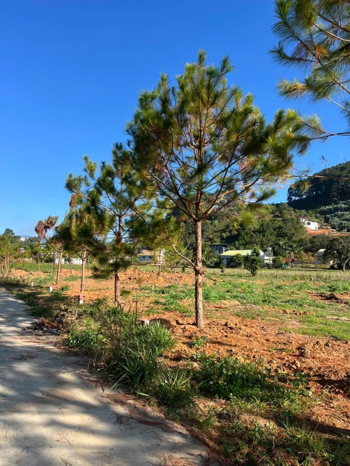 Đất nền Cam Ly Đà Lạt 150m² giá 620 triệu - Sổ hồng riêng, ô tô vào tận nơi!