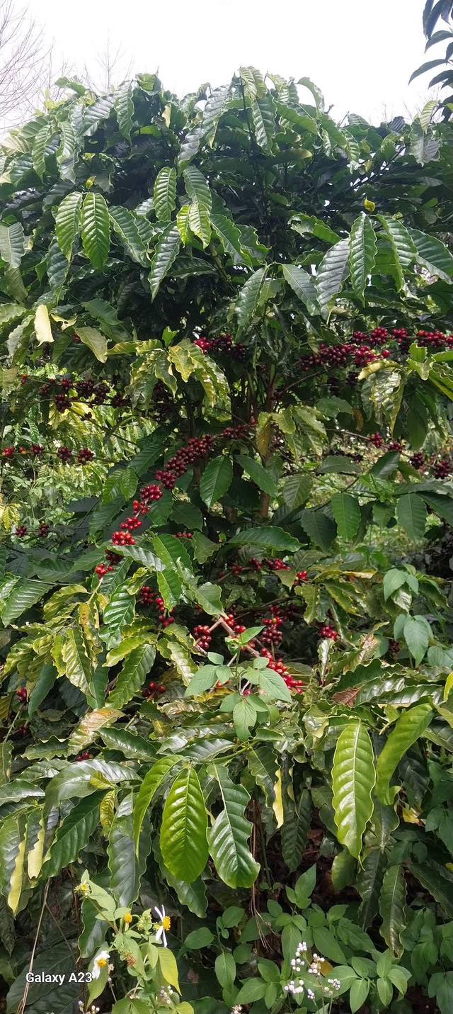 Đất sào Hòa An, Krông Pắc 4000m² giá 800 triệu - Ô tô tận nơi, đầu tư sinh lời!