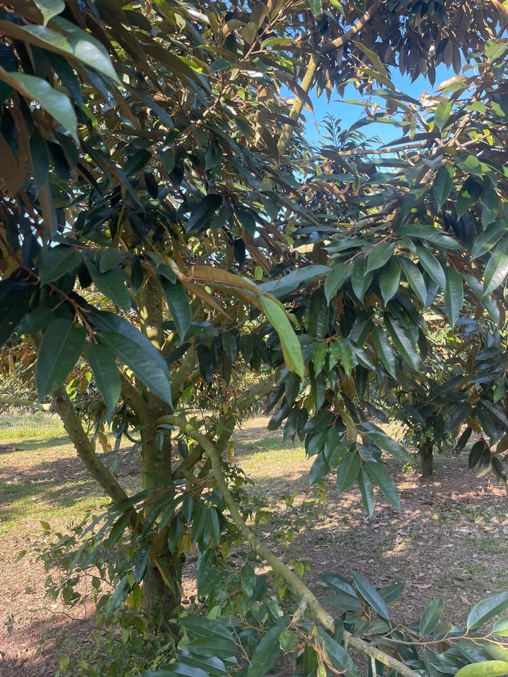 Farm 5 sào sầu riêng tại Thị trấn Phước An, Đắk Lắk - Giá chỉ 1 tỷ VND!