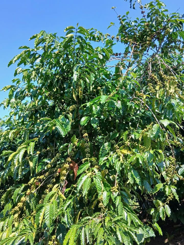 Bán vườn cà phê 2450m² tại Phường 3, Quận 3 - Giá 2.45 tỷ, đầu tư sinh lời!