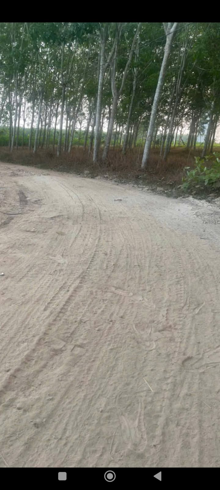 Đất nền Phước Vinh, Châu Thành 17.000m² giá 2.1 tỷ - Cơ hội đầu tư vàng!