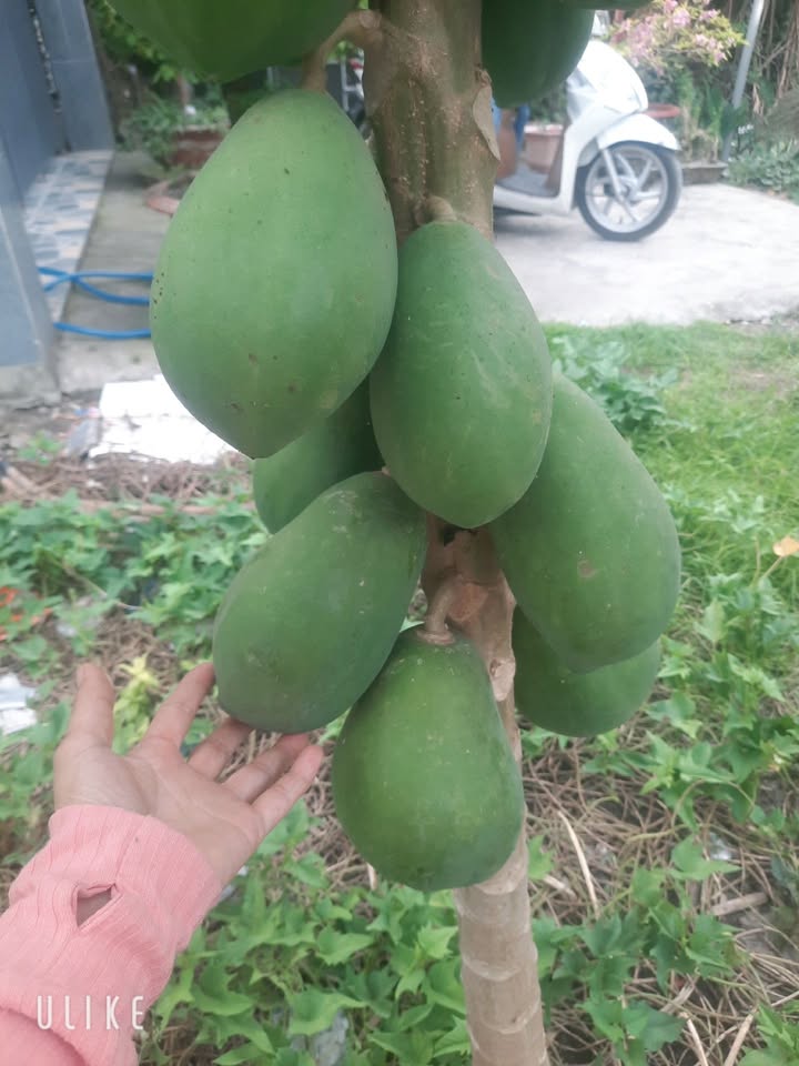 Đất thổ cư Hảo Đước 50m² giá chỉ 160 triệu - Cơ hội đầu tư tuyệt vời!