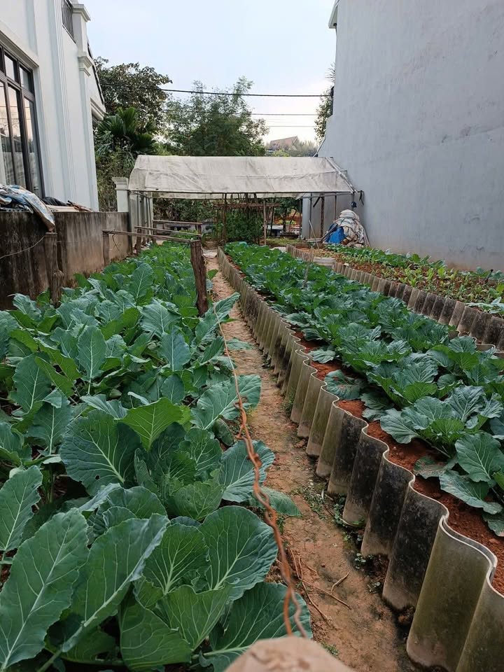 Đất nền đối diện công viên Đồng Tâm, 100m² - Cơ hội đầu tư sinh lời!