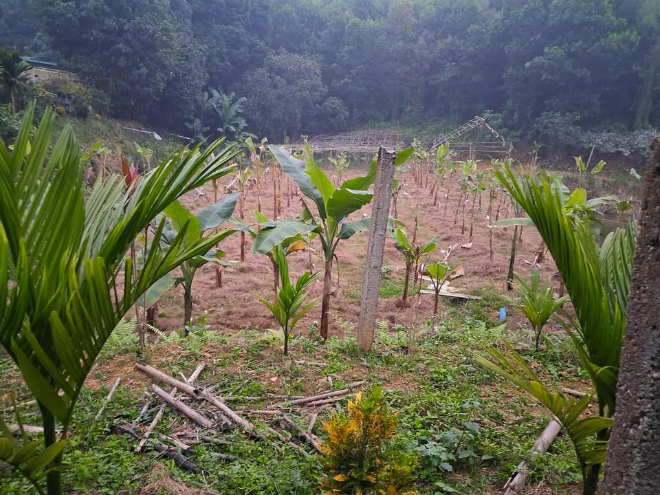 Đất nền thôn 2, xã Trung Môn, huyện Yên Sơn 450m² giá 23 tỷ - Cơ hội đầu tư hấp dẫn!