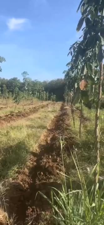 Đất Farm 8,4 sào phường An Lộc giá 1,35 tỷ - Đầu tư sinh lời cao!