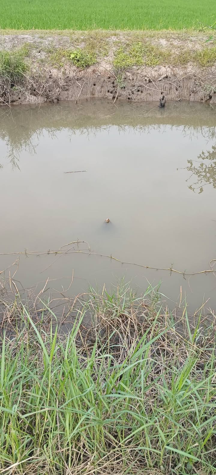 Đất nền Long Thắng Cù 900m² giá 260 triệu - Cơ hội đầu tư hấp dẫn!