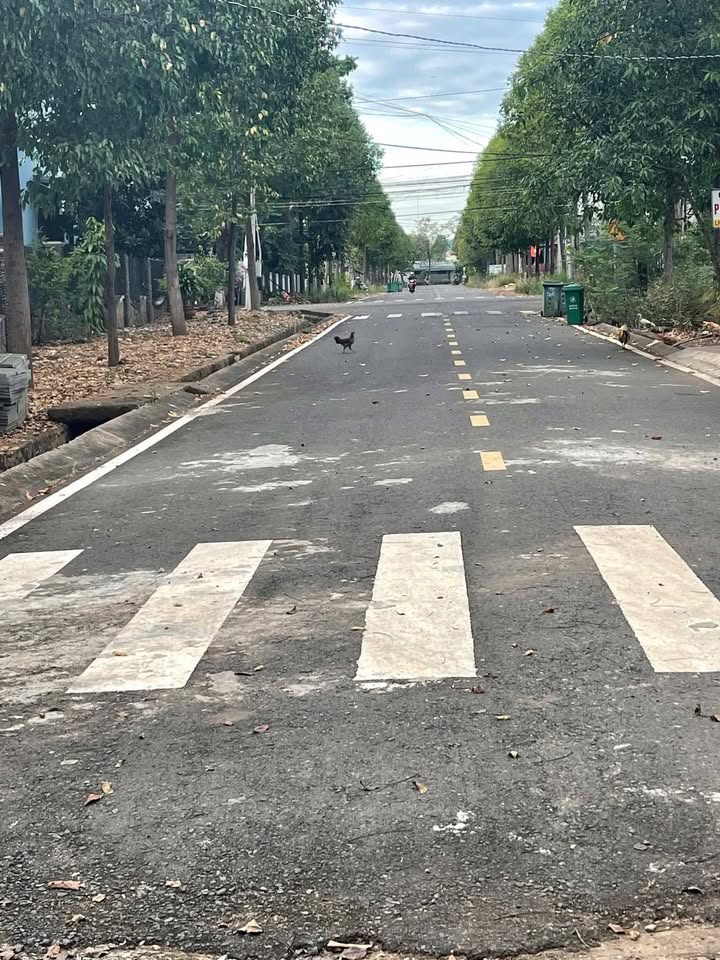 Đất thổ cư 220m² tại Thị trấn Thanh Bình - Giá chỉ 900 triệu, sổ đỏ chính chủ!