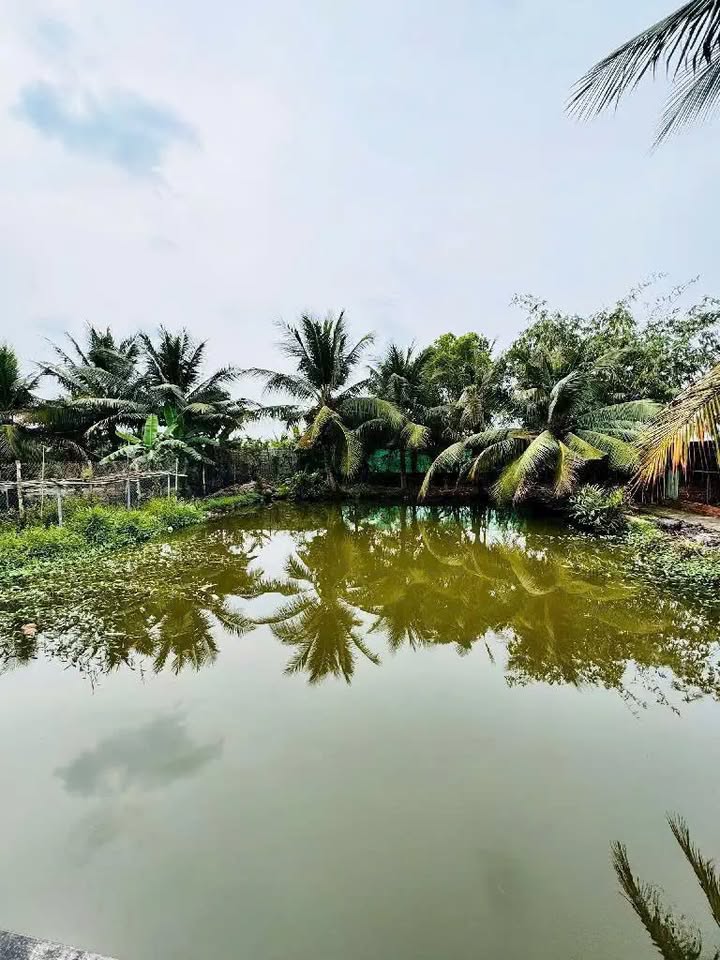 Bán Nhà Vườn Tân Nhựt Bình Chánh 2000m² giá 16 tỷ - Sổ hồng đầy đủ!