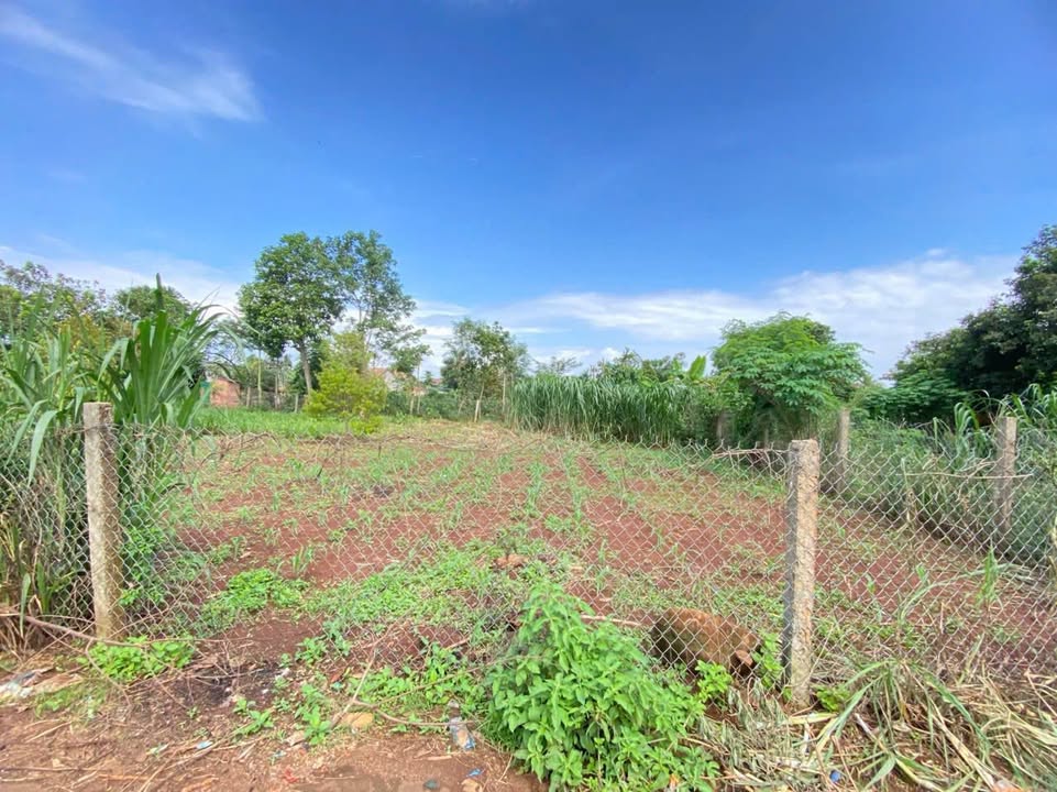 Đất nền Hòa Phú Buôn Ma Thuột 1300m² chỉ 580 triệu - Cơ hội đầu tư giá rẻ!