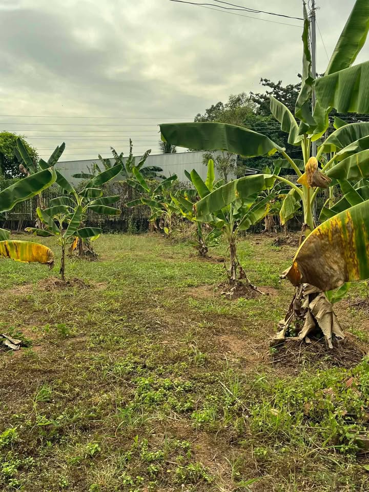 Đất nền xã Trị An, Vĩnh Cửu 80m² giá 1.1 tỷ - Vị trí đắc địa gần hồ Trị An!