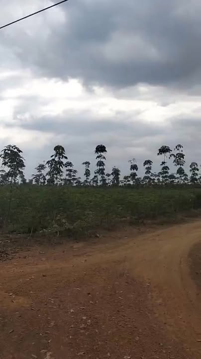 Đất Tân Lợi - Đồng Phú 7,2ha chỉ từ 1 tỷ/ha - Đầu tư sinh lời hấp dẫn!