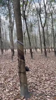 Farm 1,5 mẫu ấp Đông Nơ, Huyện Hớn Quản - Giá 5,5 tỷ - Cơ hội đầu tư hấp dẫn!