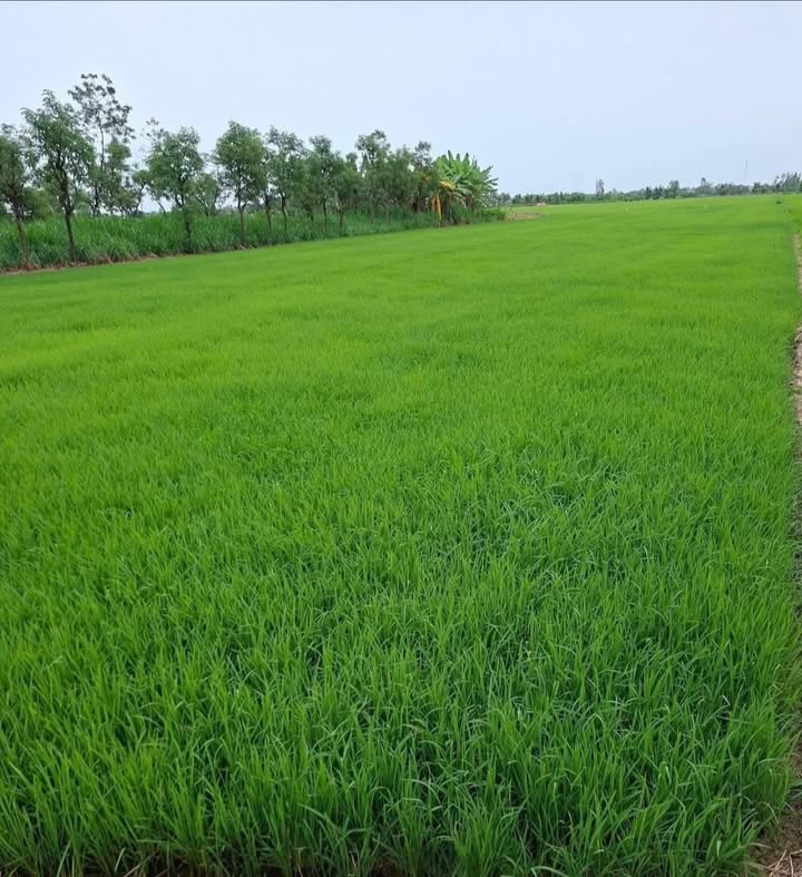 Đất nền 2565m² mặt kênh Thanh Nhung 2, Phước Trung giá 419.4 triệu - Cơ hội đầu tư hiếm có!