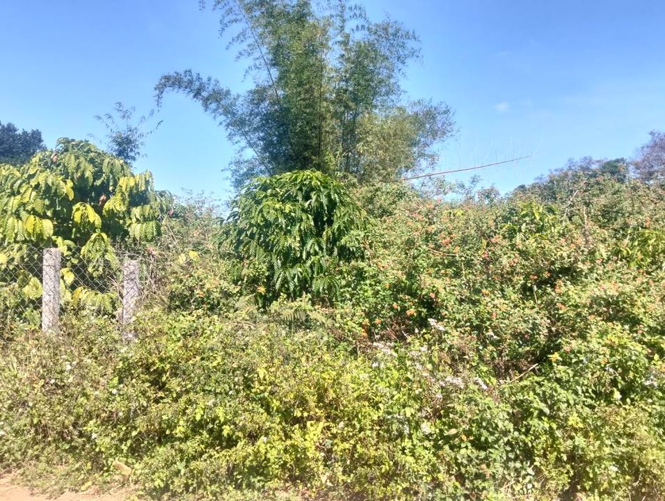 Đất thổ cư 110m² hẻm chính Đào Duy Từ, giá chỉ 400 triệu - Sổ hồng chính chủ!