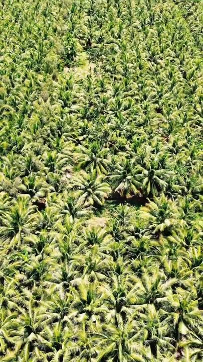 Đất mặt tiền đường Phú Hoà, TP. Trà Vinh 500m² giá 1.5 tỷ - Cơ hội đầu tư hấp dẫn!