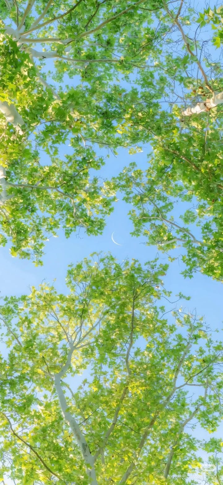 Nhà bán tại Ấp Liên Trì 1, Xã Bình Kiến, 110m² - Giá chỉ 1 tỷ VND!