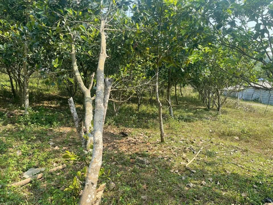 Đất Kim Bôi Hòa Bình 5500m² giá 1.65 tỷ - Đường ô tô vào tận nơi!