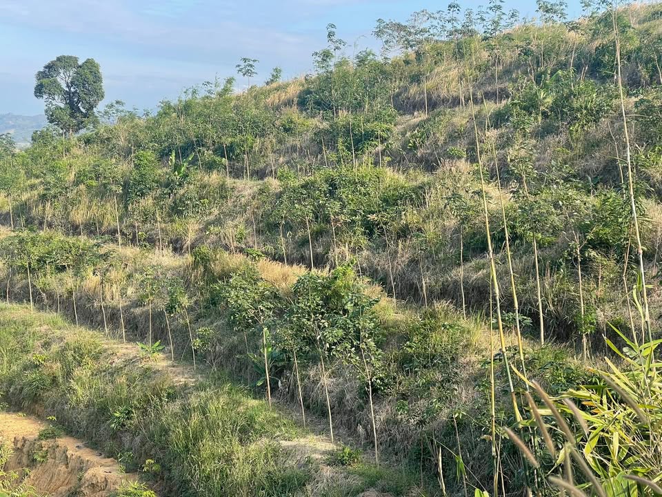 Đất nông nghiệp 20,000m² tại Nâm N'Đir, Đắk Nông - Giá thỏa thuận, pháp lý rõ ràng!