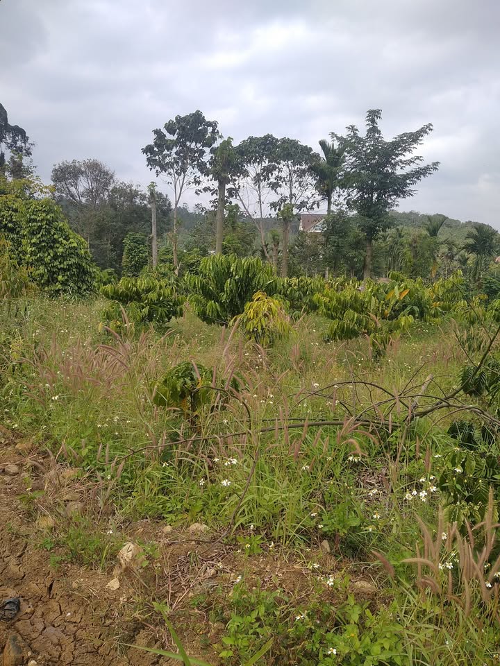 Đất nền 1ha6 tại buôn K62, Đắk Nông chỉ 1.6 tỷ - Đầu tư sinh lời ngay!