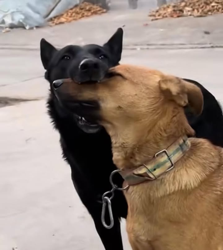 Cho thuê CHDV mặt tiền Tân Bình 60m² giá 28 triệu - Lợi nhuận hấp dẫn 9-10 triệu!