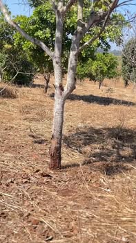 Đất nền 9xào tại xã Ia Dom, Đức Cơ, Gia Lai - Giá chỉ 250 triệu - Cơ hội đầu tư hấp dẫn!