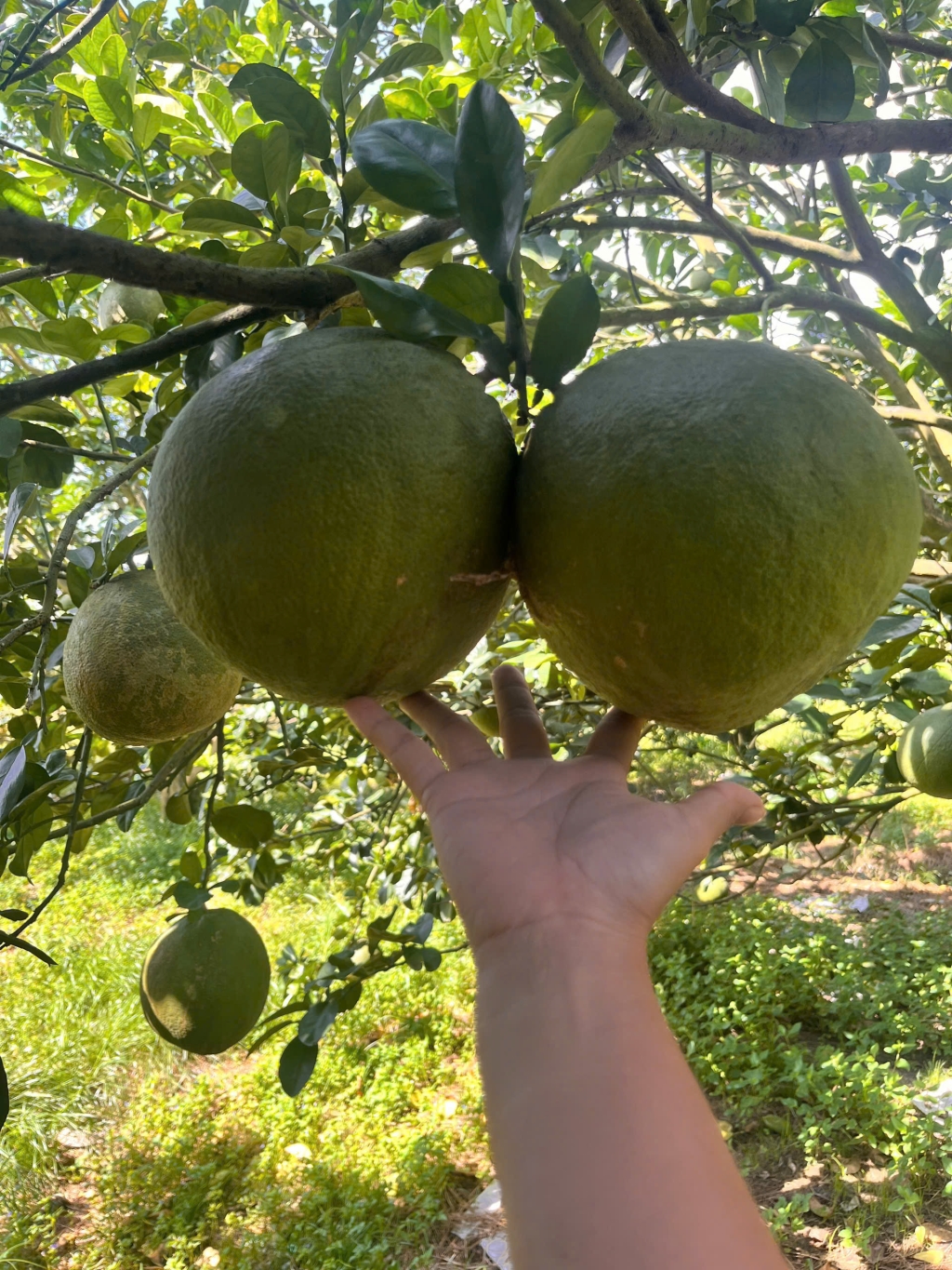 Bán đất vườn bưởi 2150m² Trừ Văn Thố - Giá chỉ 1.1 tỷ, mặt tiền ĐT750