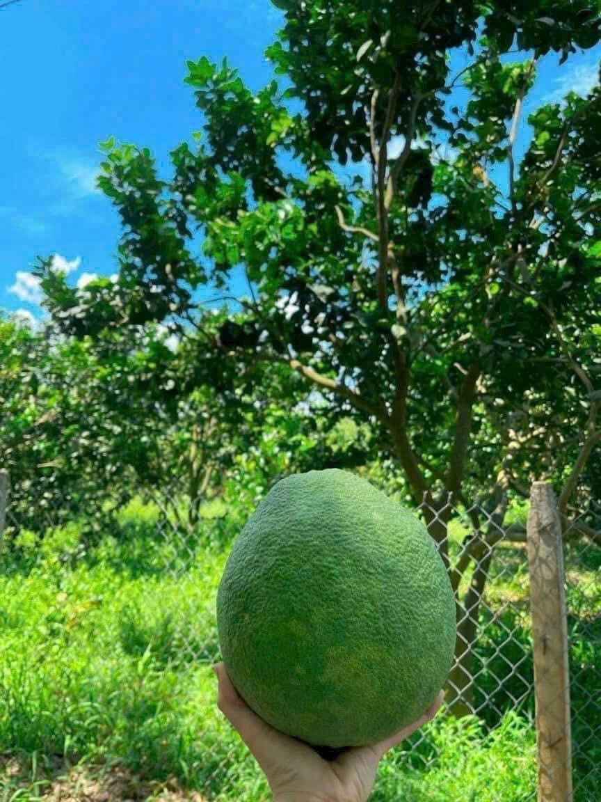 Đất nền trung tâm xã Trừ Văn Thố, Bàu Bàng 350m² giá 950 triệu - Đầu tư sinh lời ngay!