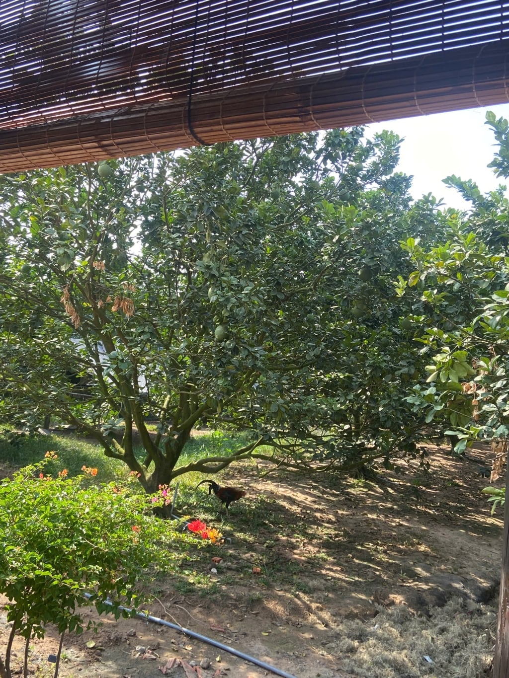 Đất vườn 320m² tại Trừ Văn Thố giá 480 triệu - Vị trí lý tưởng cho nghỉ dưỡng và kinh doanh