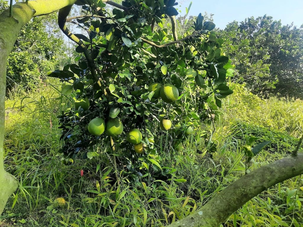 Đất 1000m² mặt tiền đường Trừ Văn Thố, Bàu Bàng - Cơ hội đầu tư vàng!