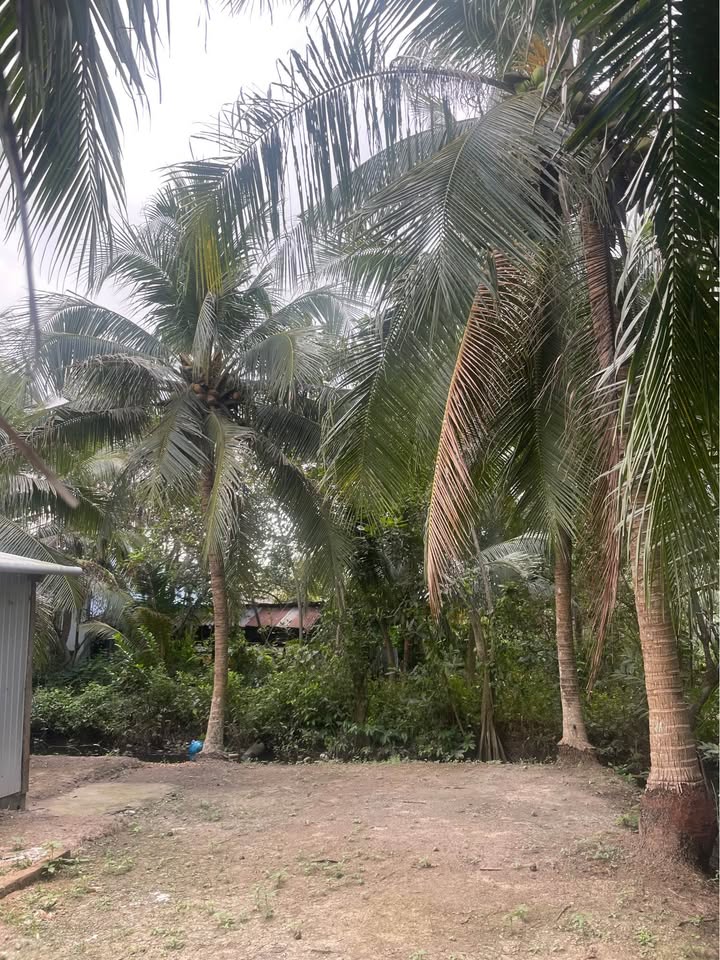 Đất nền 475m² tại xã Tân Thanh, Giồng Trôm - Giá chỉ 380 triệu, sổ hồng chính chủ!