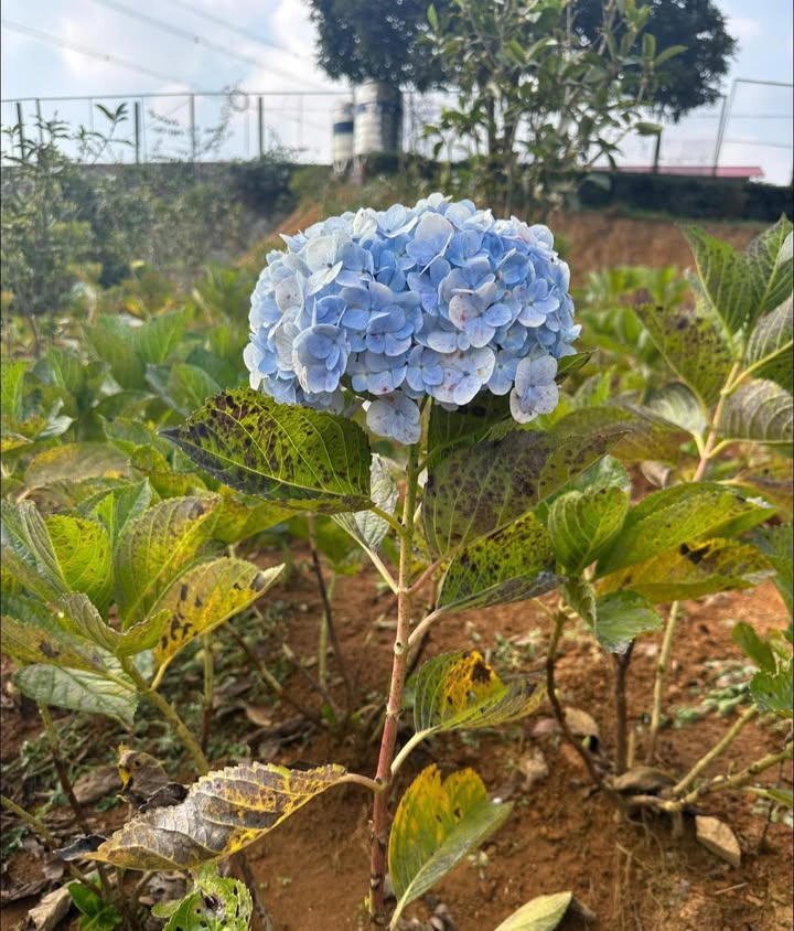 Đất thổ cư 400m² tại Chiềng Khoa, Mộc Châu - Tiềm năng phát triển du lịch!