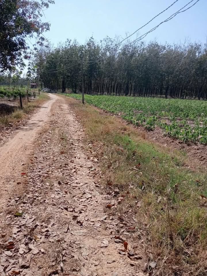 Đất nền ấp Thạnh Hòa, xã Thạnh Bình, 17.000m² giá 1.4 tỷ - Đầu tư sinh lời tốt!