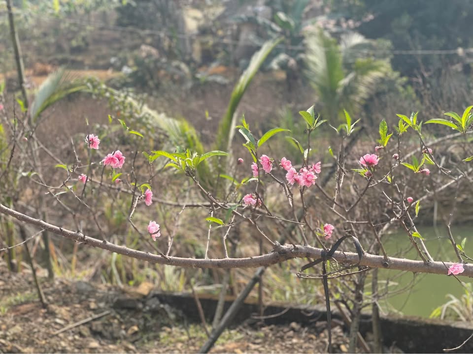 Đất phường Hà Nam 60m² giá 1.4 tỷ - Đầu tư sinh lời ngay!