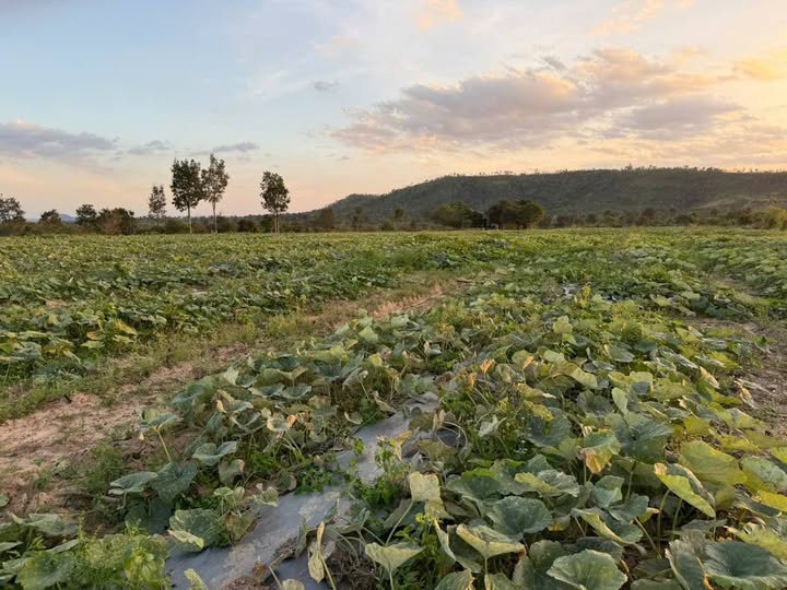 Đất nền 4,5ha tại xã Ea Lê, huyện Ea Súp - Cơ hội đầu tư hấp dẫn!