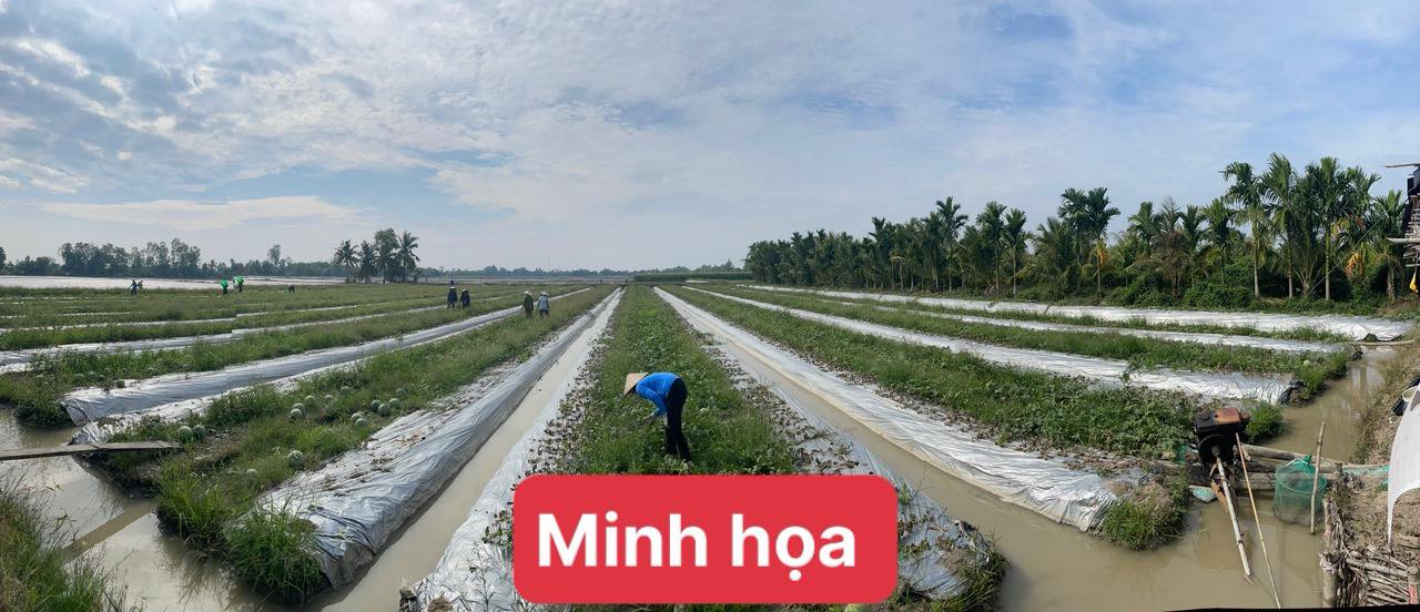 Kho cho thuê Hẻm 278 Tầm Vu 3500m² giá 50 triệu - Đầu tư sinh lời đa mô hình!