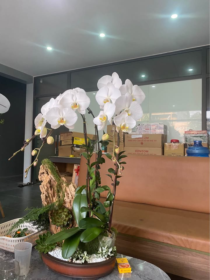 Đất thổ cư 80m² tại khu tái định cư Bình Vàng chỉ 240 triệu - Cơ hội đầu tư tuyệt vời!