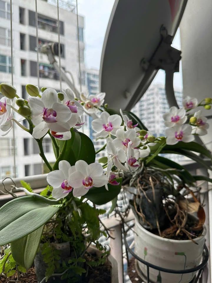 Chung cư Imperial Gold Season 90 Nguyễn Tuân 71.2m² giá 7 tỷ - Sổ hồng giao dịch ngay!