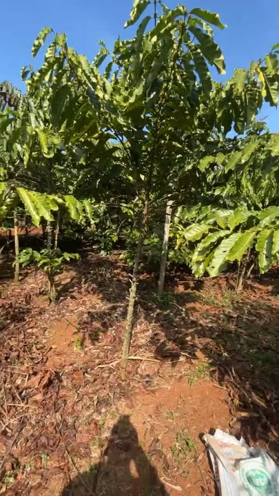 Đất nền 1ha xã Thuận Hạnh, huyện Đắk Song giá 2.5 tỷ - Sổ hồng chính chủ