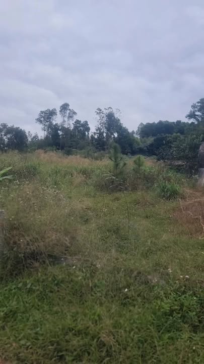 Đất thổ cư 1750m² tại Lê Lợi, Chí Linh - Cơ hội vàng đầu tư!