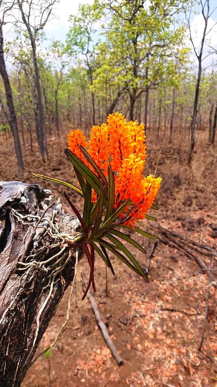 Đất nền 500m² tại Ấp Cây Thông Ngoài, Phú Quốc, giá 2 tỷ - Cơ hội đầu tư hiếm có!